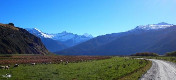 New Zealand Sheep