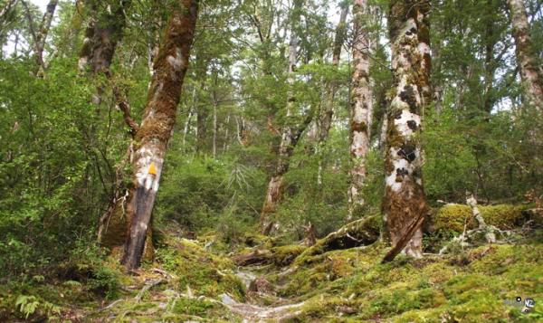 New Zealand Bush