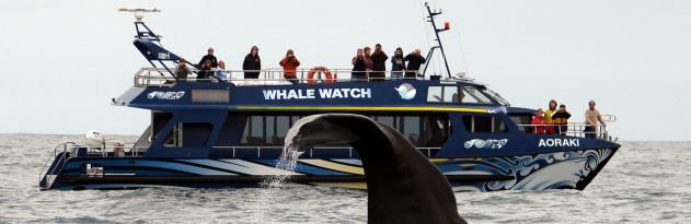 Whale Watch Kaikoura